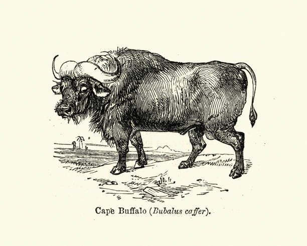 Vintage engraving of a African buffalo or Cape buffalo is a large Sub-Saharan African bovine. Syncerus caffer caffer, the Cape buffalo, is the typical subspecies, and the largest one, found in Southern and East Africa.