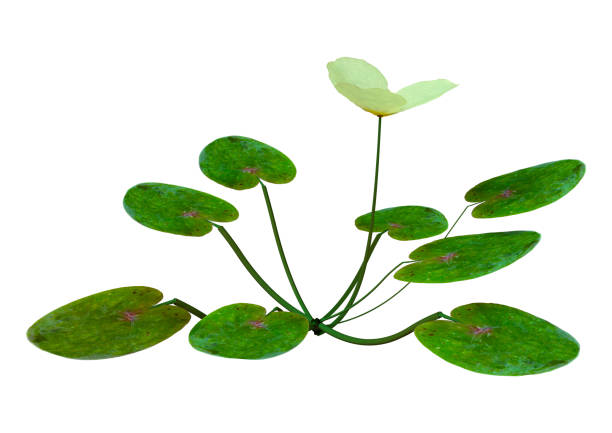 3D rendering of a Hydrocharis morsus-ranae, or frogbit plant isolated on white background