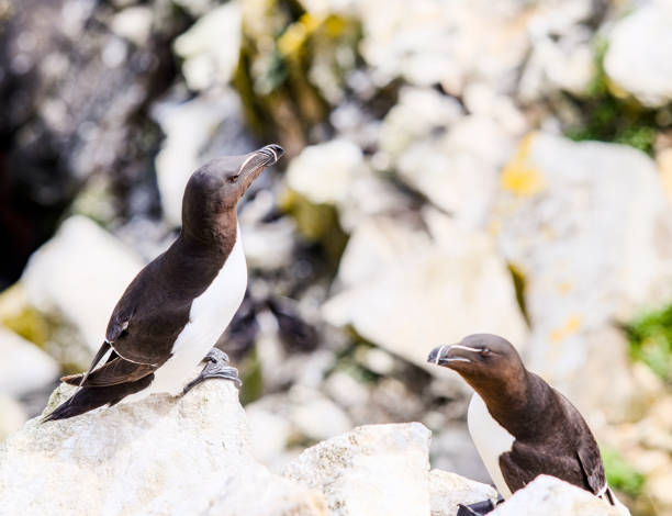 istock Group of Manx Shearwater on cliff edge 1177041354
