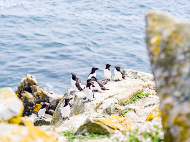 istock Group of Manx Shearwater on cliff edge 1177041643