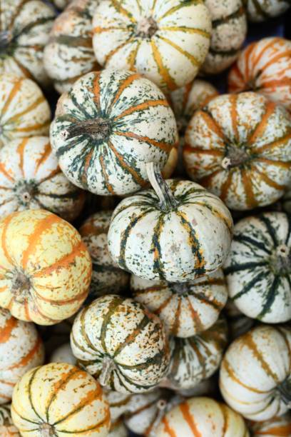istock White, orange, yellow/orange & multicolored pumpkins 1177042523