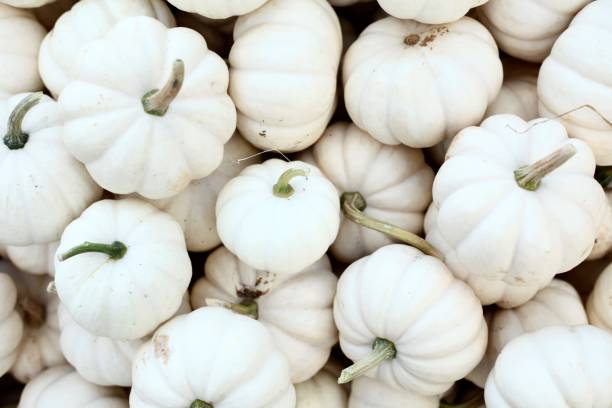 istock White, orange, yellow/orange & multicolored pumpkins 1177042533