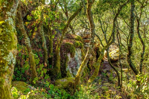istock broad-leaved phyllire trees in a relict forest in Portugal 1177043224