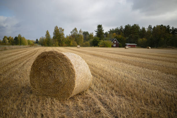 istock Stacks of straw on the field. Blurred background 1177043753