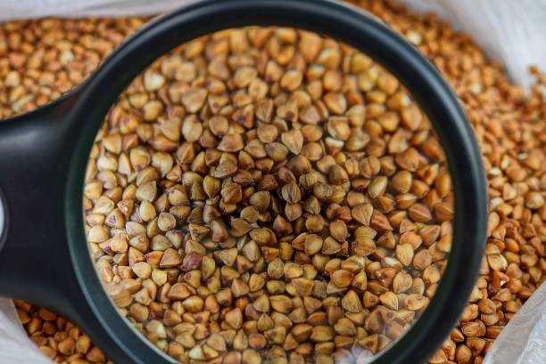 istock black magnifier increases small brown buckwheat 1177043758