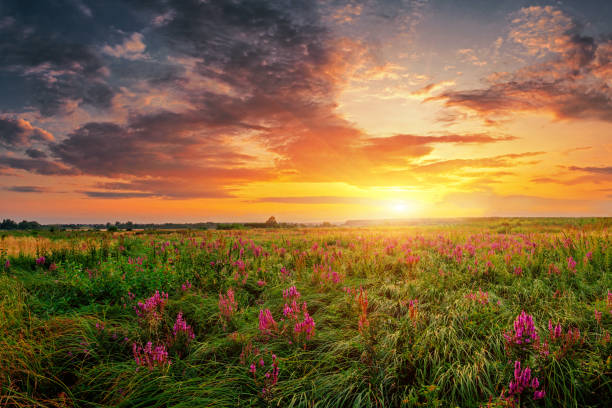 Beautiful sunset landscape Summer field full of grass and flowers, sun set sky above. Beautiful sunset landscape. purple dawn stock pictures, royalty-free photos & images