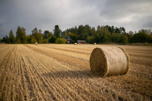 istock Stacks of straw on the field. Blurred background 1177044334