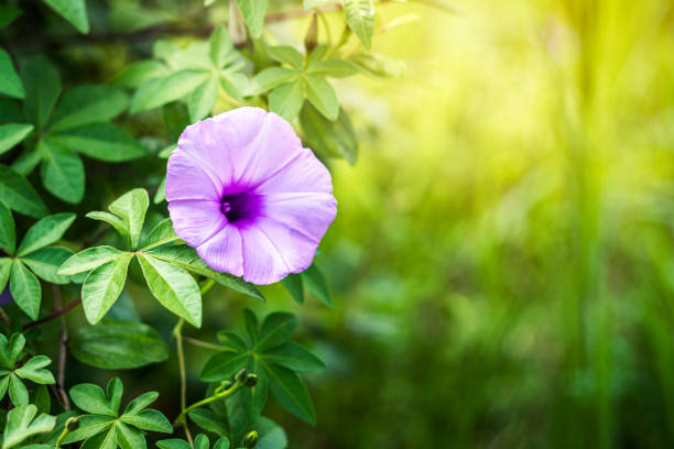 purple morning glory flower blooming with flair light