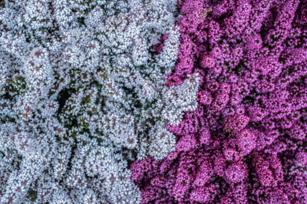 белый и фиолетовый фон здоровья - white denmark nordic countries winter стоковые фото и изображения
