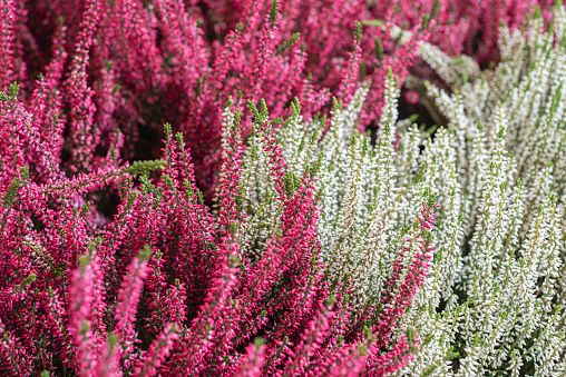 Pink and white heathers (also known as Ericas or heath)\n\nIt can represent admiration, beauty and good luck, and it can also be associated with solitude and protection. More specifically, the color of the heather flower influences its meaning. \n\nPink heather is associated with good luck, while white heather symbolizes protection, good luck, or wishes coming true.
