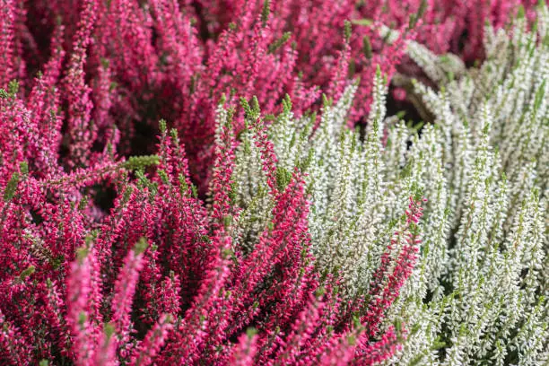 Pink and white heathers (also known as Ericas or heath)

It can represent admiration, beauty and good luck, and it can also be associated with solitude and protection. More specifically, the color of the heather flower influences its meaning. 

Pink heather is associated with good luck, while white heather symbolizes protection, good luck, or wishes coming true.