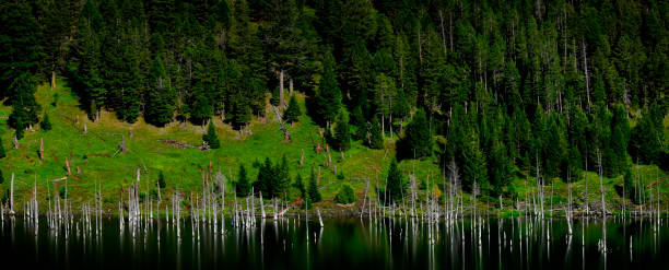 White tree trunks of dead trees in lake water reflection with mountains in the wilderness