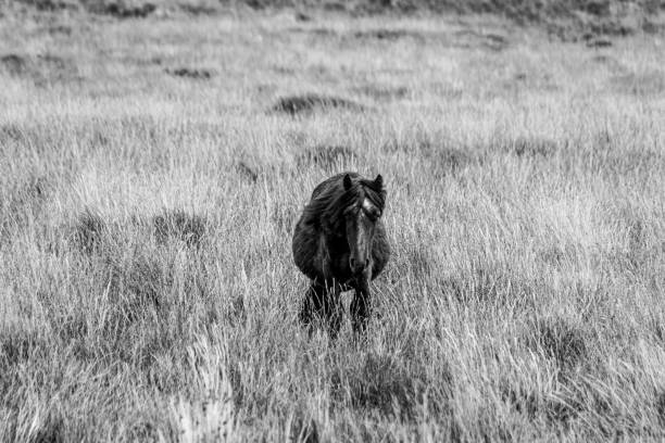 istock Open countryside and dartmoor pony 1177048151