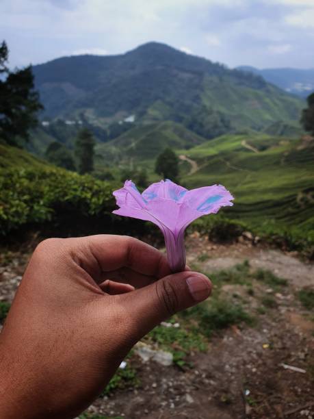 istock Morning glory bokeh in nature 1177048408
