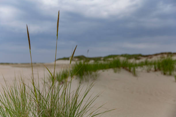 Dune landscape Norderney North Sea stock photo