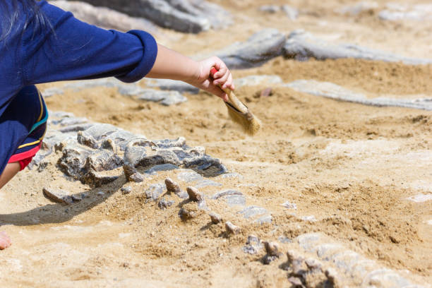 istock Children learning about, Excavating dinosaur fossils simulation in the park. 1177049352