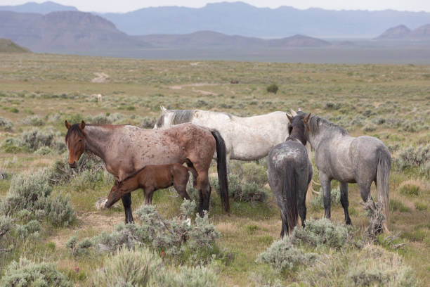 istock Wild Horses in the Utah Desert 1177049777