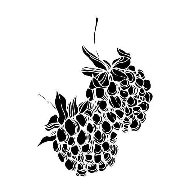 Vector illustration of Vector Blackberry healthy food. Black and white engraved ink art. Isolated berry illustration element.
