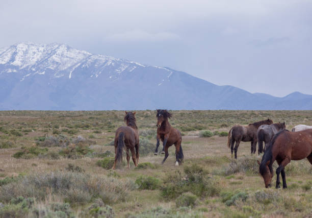 istock Wild Horses in the Utah Desert 1177051726