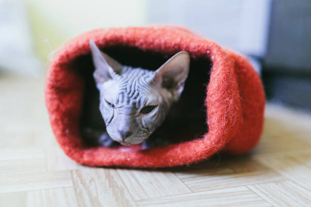 istock Sphynx hairless cat hiding in a hat 1177053497