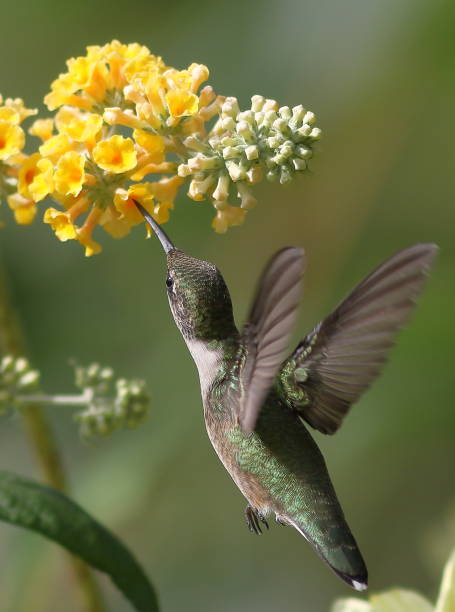 istock Hummingbird feeding on a lantana flower 1177055339