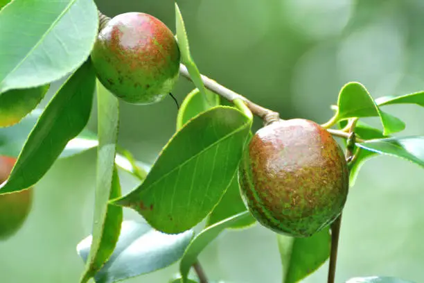 Photo of Fruits of Camellia japonica / Japanese camellia