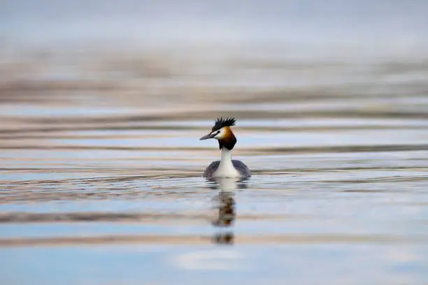 Photo of Couple birds. Sleeping  birds. Blue water background. Birds: Great Crested Grebe. Podiceps cristatus