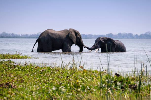 due elefanti africani che fanno il bagno nel fiume shire nel parco nazionale di liwonde, malawi - republic of malawi foto e immagini stock