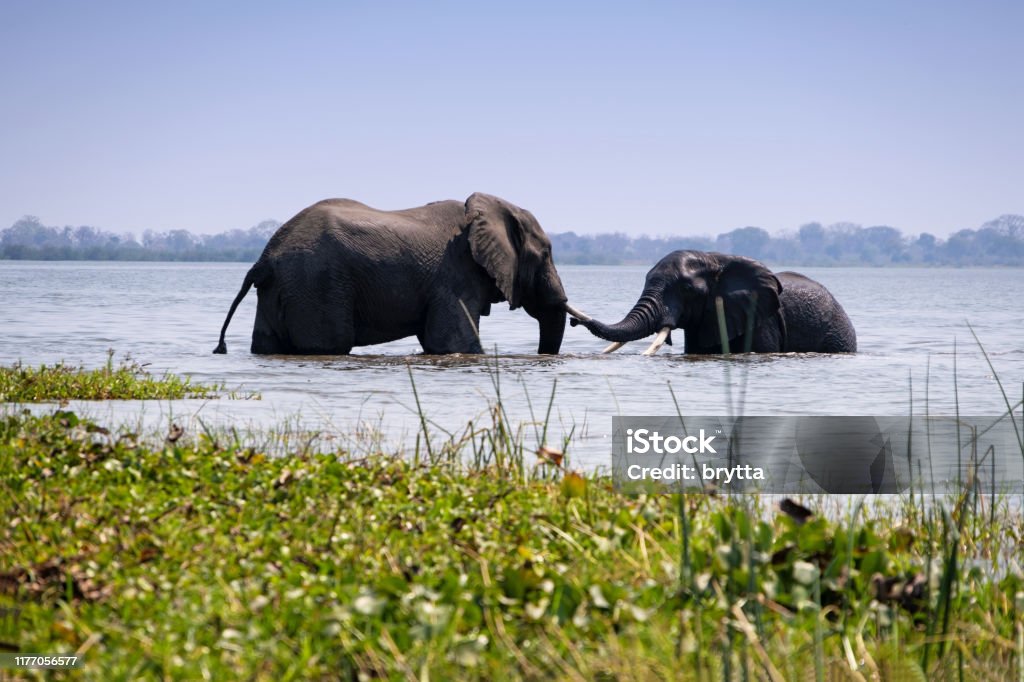 Two  African elephants bathing in  the Shire River in Liwonde National Park,Malawi Beautiful scenery  near the Shire River. Malawi Stock Photo