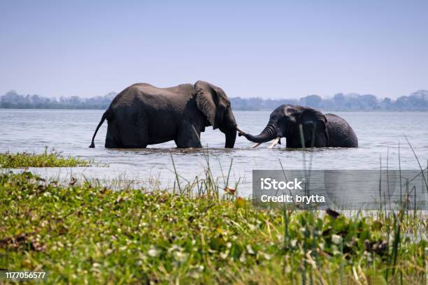 Two African Elephants Bathing In The Shire River In Liwonde National Park Malawi Stock Photo - Download Image Now