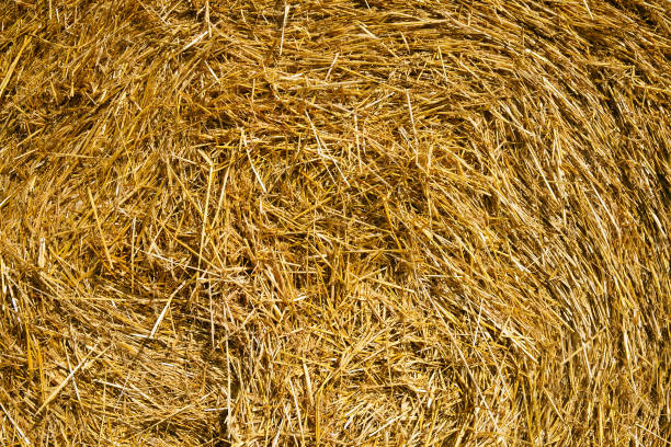 istock Round straw bales in russian fields on sunset 1177058698
