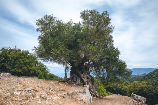 vieil olivier - olive tree tree root old photos et images de collection