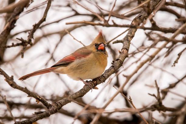 istock female cardinal in snowy tree 1177060228