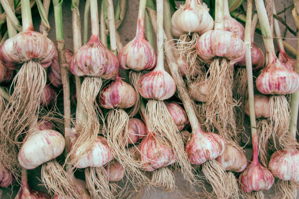 istock Pile of garlic view from the top. 1177060301