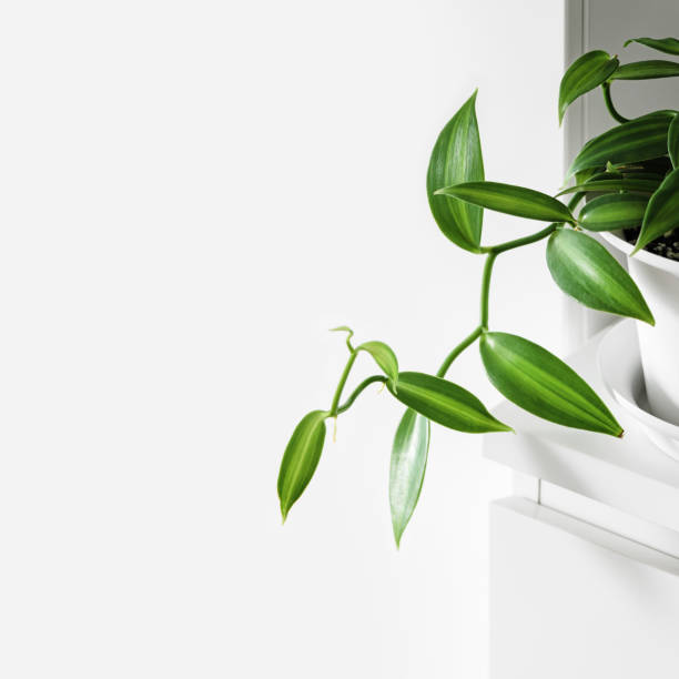 Modern houseplants Modern houseplants in a white pot on a white drawer in the white living room, minimal creative home decor concept, Vanilla Planifolia Variegata or Vanilla Orchid vanilla orchid stock pictures, royalty-free photos & images