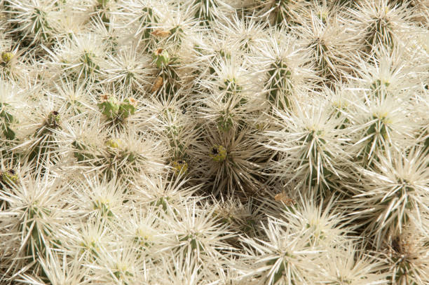 istock capture of lanzarote 1177060368