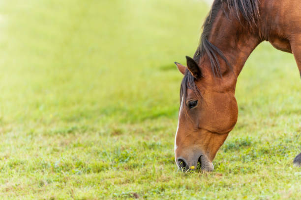 istock The foal in the pasture is grass 1177060512