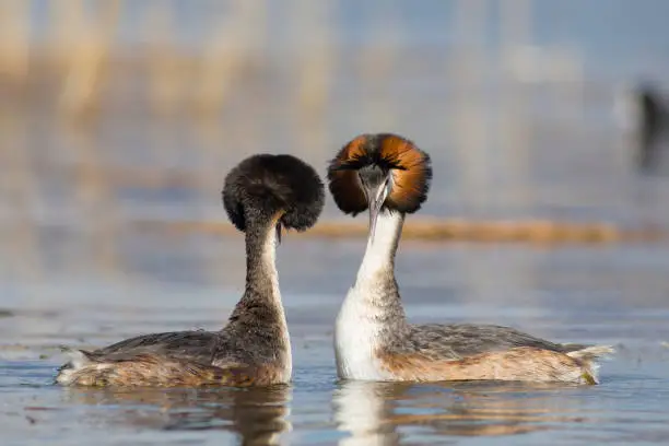 Photo of Couple birds. Blue water background. Birds: Great Crested Grebe. Podiceps cristatus