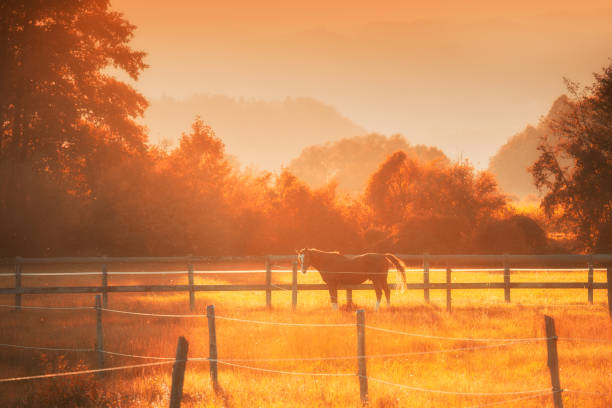Artistic sunset horse fence. The golden colors of autumn, the horse, the blurred sky.