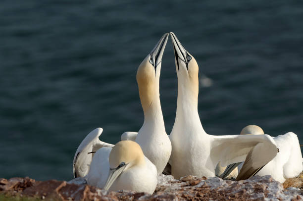 istock Northern gannet in courtship (Morus bassanus) 1177063308