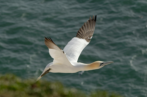 Northern gannet flying (Morus bassanus)