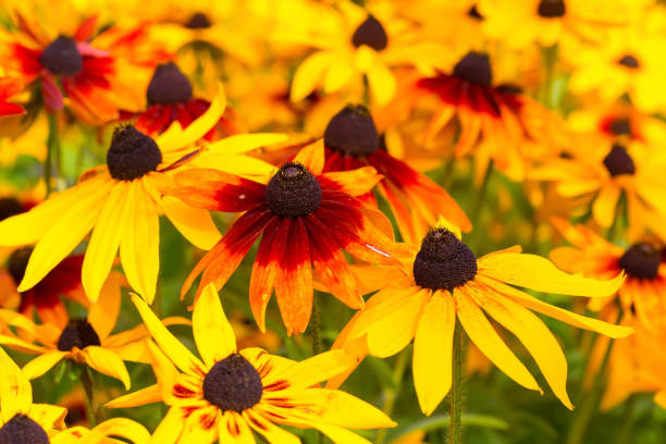 istock Garden Rudbeckia 1177066534