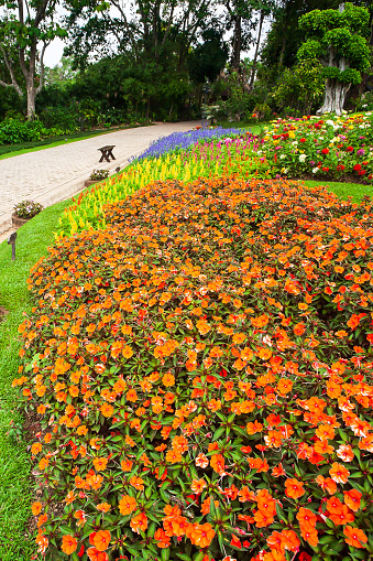 Bright Impatiens flower garden with stone path and wooden chair, colorful botany garden in springtime. Selective focus.