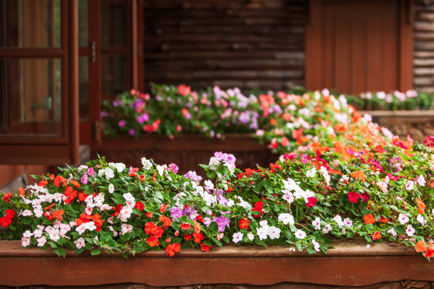maravillosas flores impatiens están en flor en el balcón de madera. - florida house patio real estate fotografías e imágenes de stock