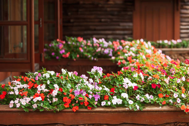 de merveilleuses fleurs d'impatiens sont en fleurs sur un balcon en bois. - 3383 photos et images de collection