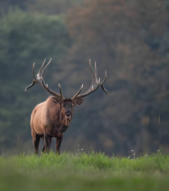 istock Elk in Pennsylvania 1177069338