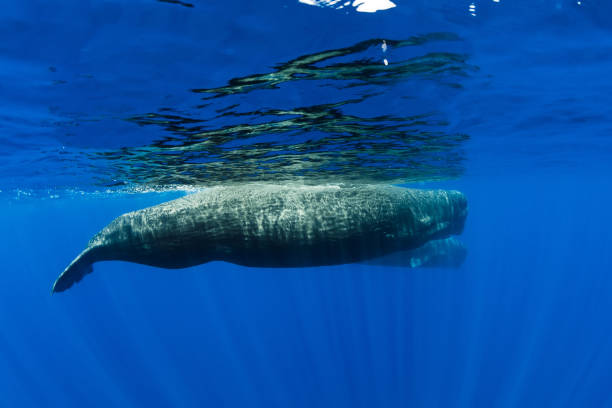 istock Sperm whales swimming in ocean, Mauritius. 1177069521