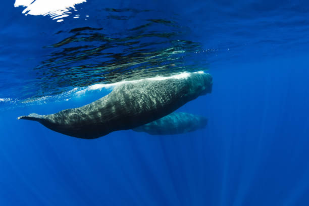 istock Sperm whales swimming in ocean, Mauritius. 1177069524