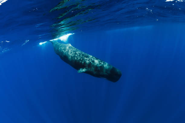 istock Sperm whale in Indian ocean, Mauritius. 1177069525