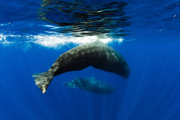 istock Sperm whales swimming in ocean, Mauritius. 1177069541